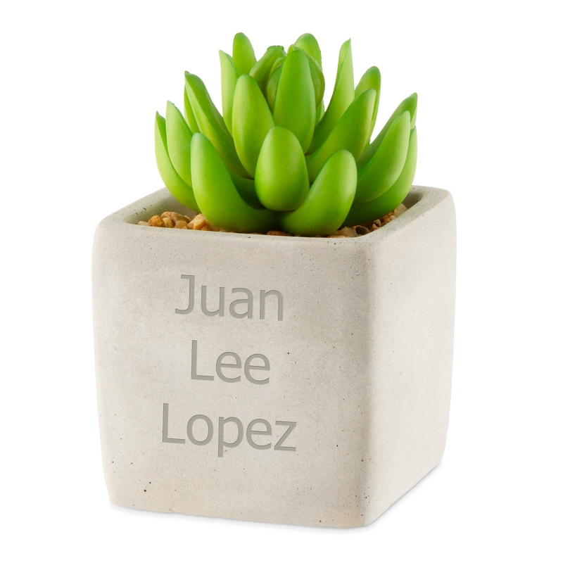 Image of Succulent Plant in Concrete Pot